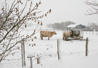 Kuehe am Trog im Schnee